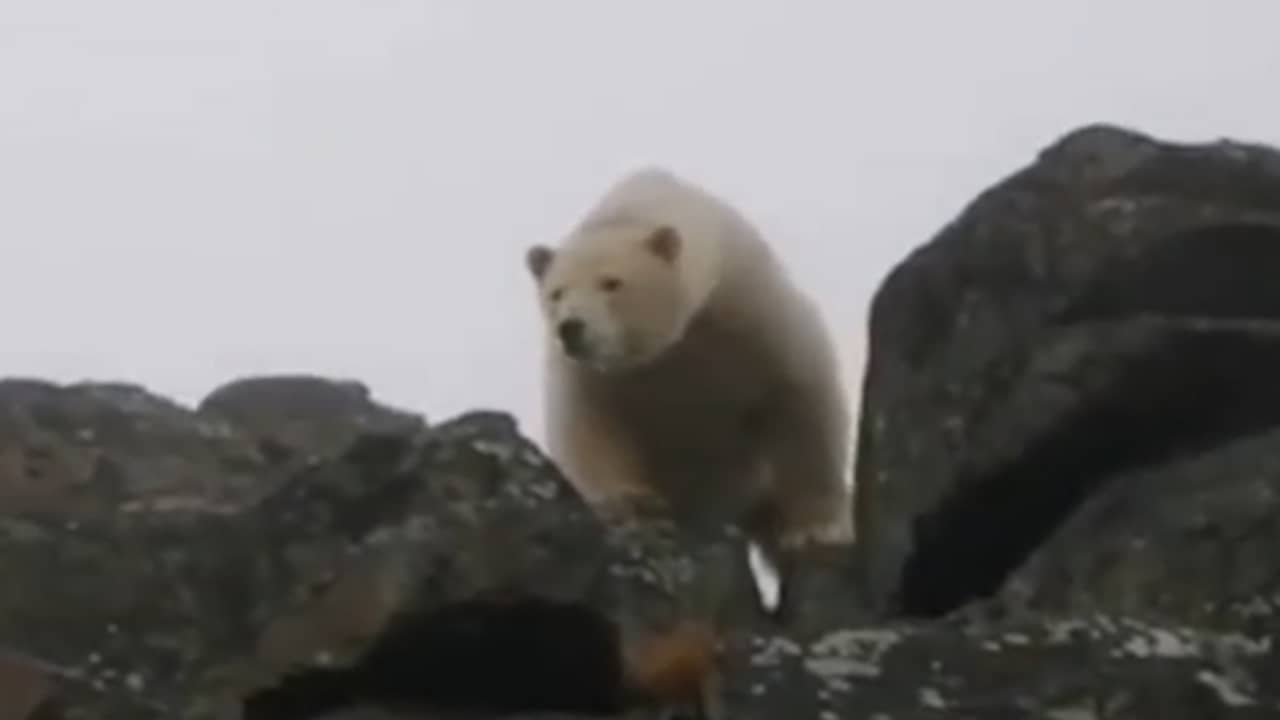 Beeld uit video: Russische journalisten verjagen ijsbeer met 'oerkreten'