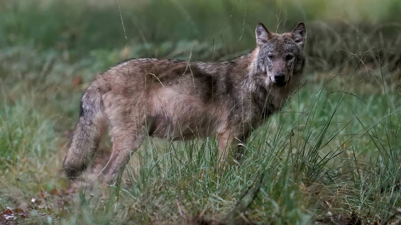 Image from video: Why wolves should not get used to human contact