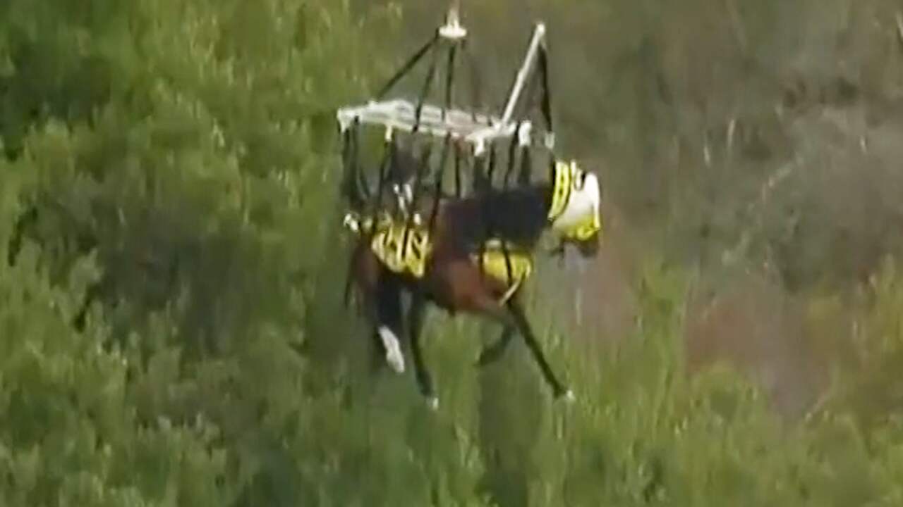 Beeld uit video: Helikopter bevrijdt paard uit benarde positie in VS