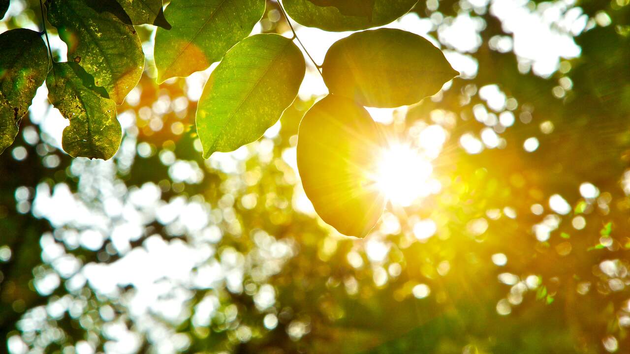 I ricercatori creano una foglia di albero artificiale che converte l’acqua e la CO2 in carburante |  Tecnologia