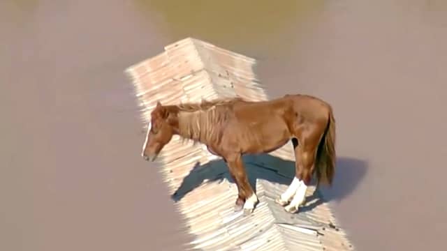 Paard vlucht voor hoogwater en eindigt op dak in Brazilië