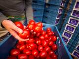 McDonald's gaat in India minder tomaten gebruiken vanwege tekorten