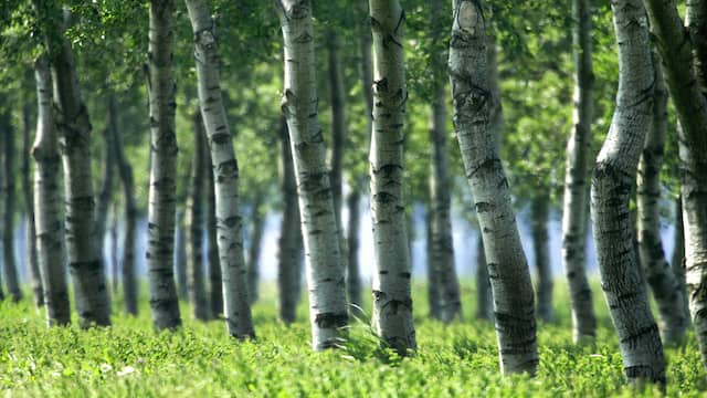 Berkenbomen