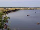 Honderden buffels na aanval door leeuwen overleden in Botswaanse rivier
