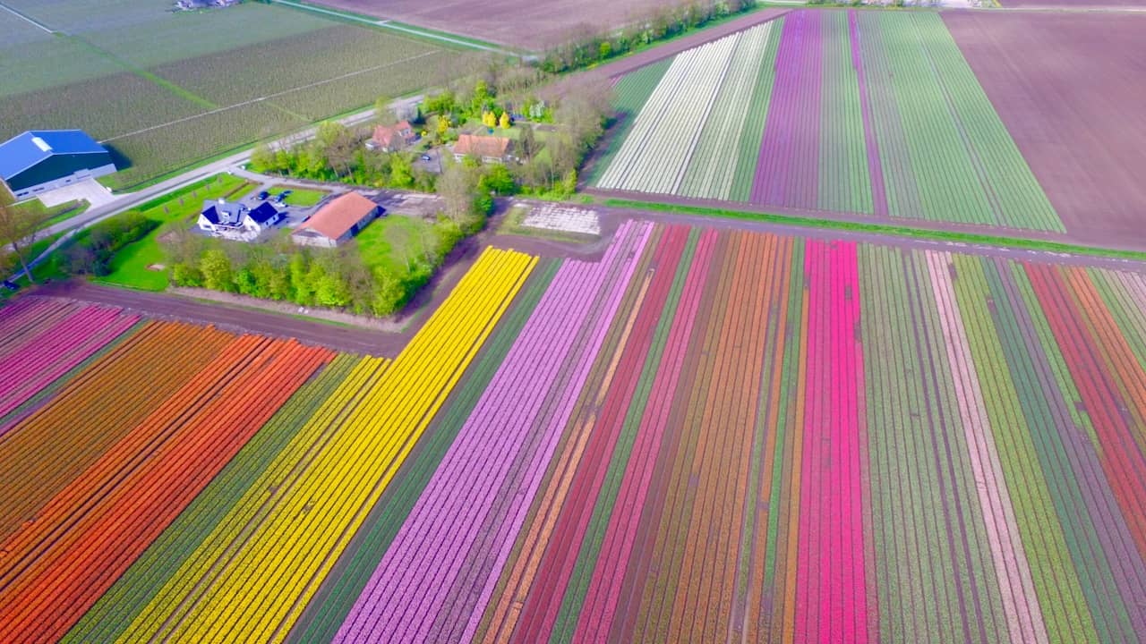 Export Nederlandse bloemen en planten komt op recordniveau' | Ondernemen |