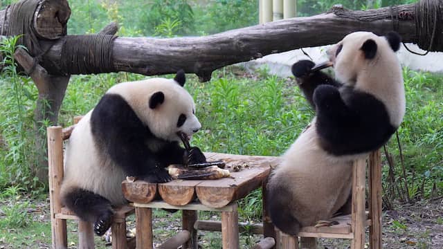 Reuzenpanda's zitten samen aan tafel en genieten van diner