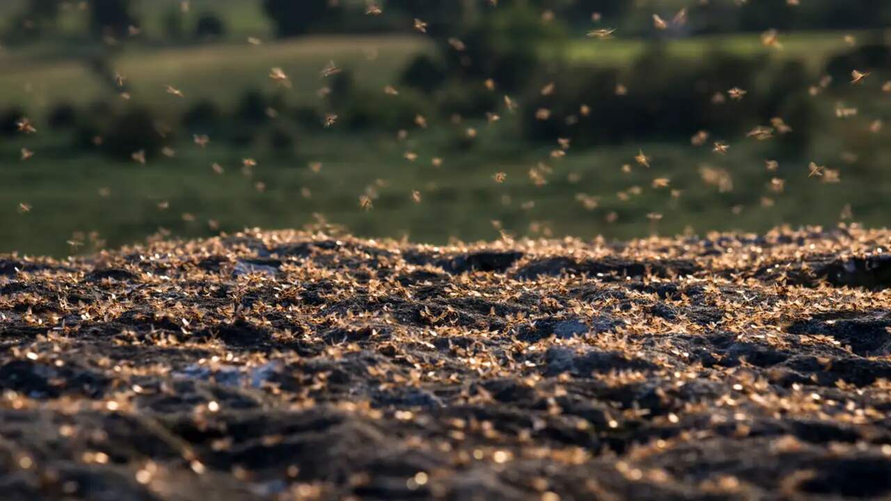 De mannetjesmieren vliegen achter de koningin aan om met haar te paren.
