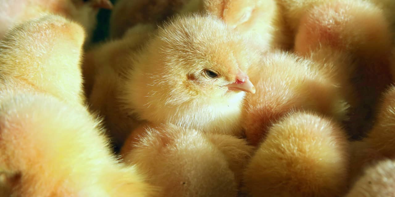 Ruim 200.000 kuikens geruimd wegens vogelgriep op twee bedrijven