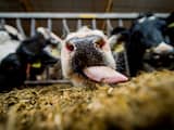 'Ruim duizend melkveehouders houden ermee op'