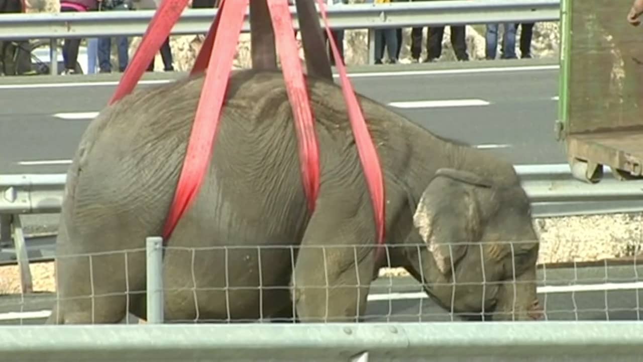 Olifant wordt van snelweg getakeld na ongeluk in Spanje