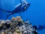 Hoge oceaantemperatuur leidt opnieuw tot massaverbleking Great Barrier Reef