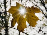 Zo krijg je in de winter genoeg vitamine D binnen