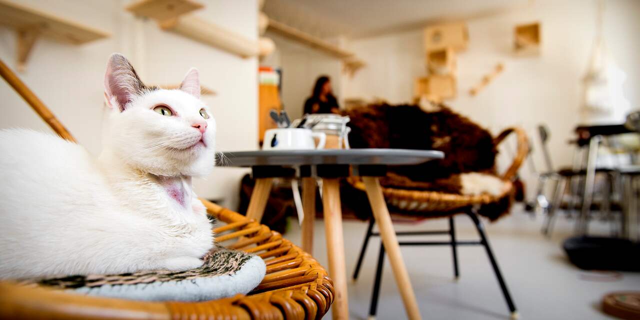 Ook Groningen krijgt kattencafé