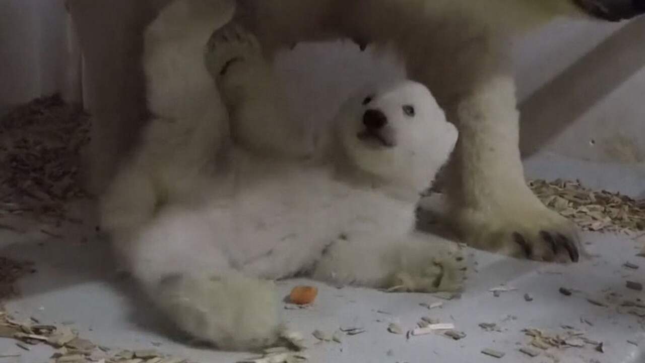 Beeld uit video: Dierentuin in Berlijn deelt eerste beelden van ijsbeerwelp