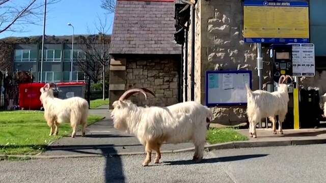 Geiten struinen door stadje in Wales tijdens lockdown
