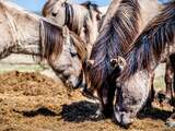 Eind maart leefden er nog zo'n 2.260 edelherten, heckrunderen en konikpaarden in het natuurgebied.