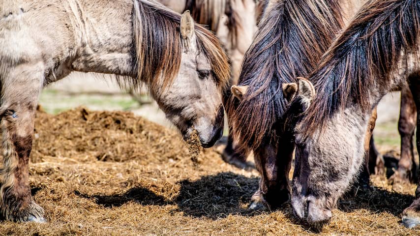 Deel paarden Oostvaardersplassen verhuist naar Spanje en Wit-Rusland
