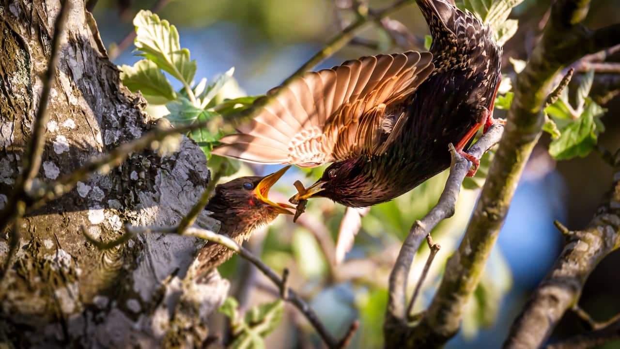 Forest rangers ask for peace in nature because of the start of the breeding season |  NOW