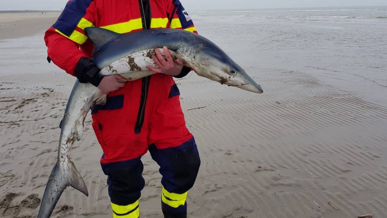 niveau Bachelor opleiding Interesseren Levende blauwe haai aangespoeld op strand bij Ouddorp | Binnenland | NU.nl