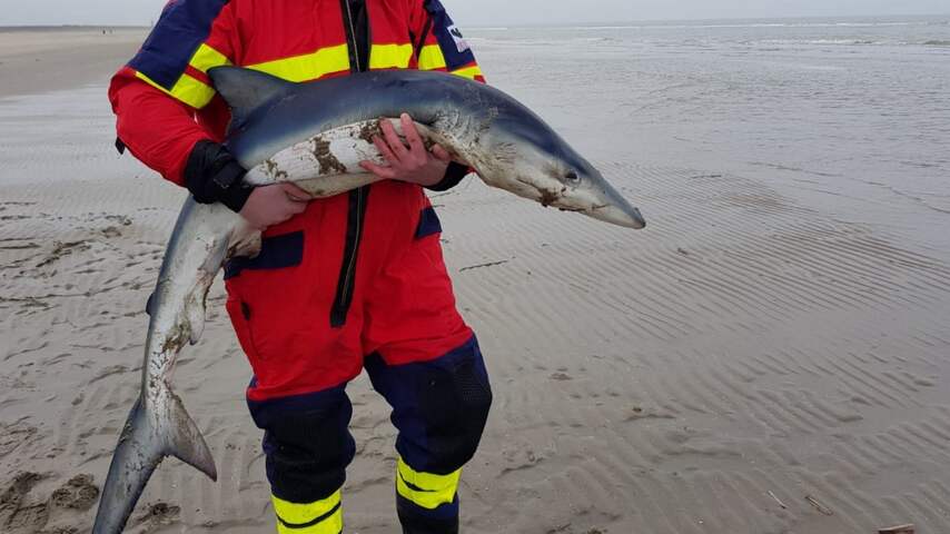 Levende blauwe haai aangespoeld op strand bij Ouddorp