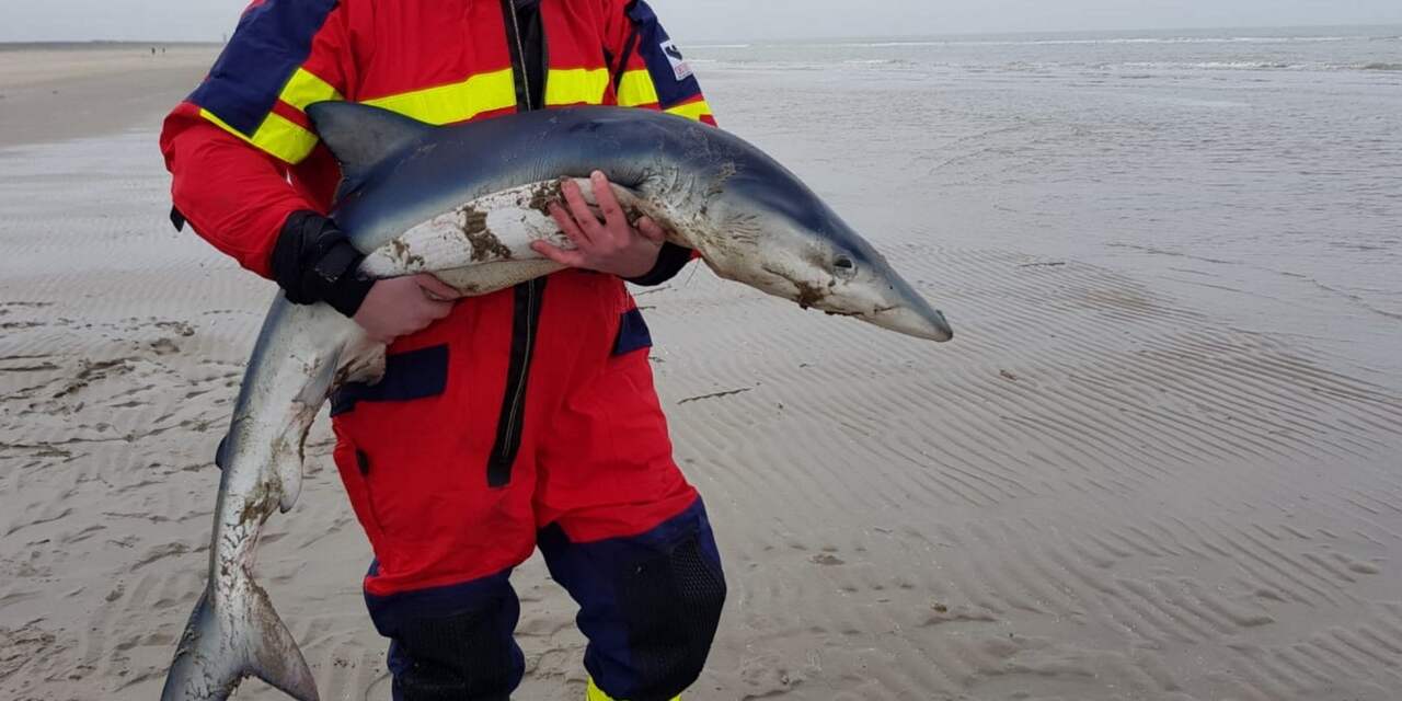 Levende blauwe haai aangespoeld op strand bij Ouddorp