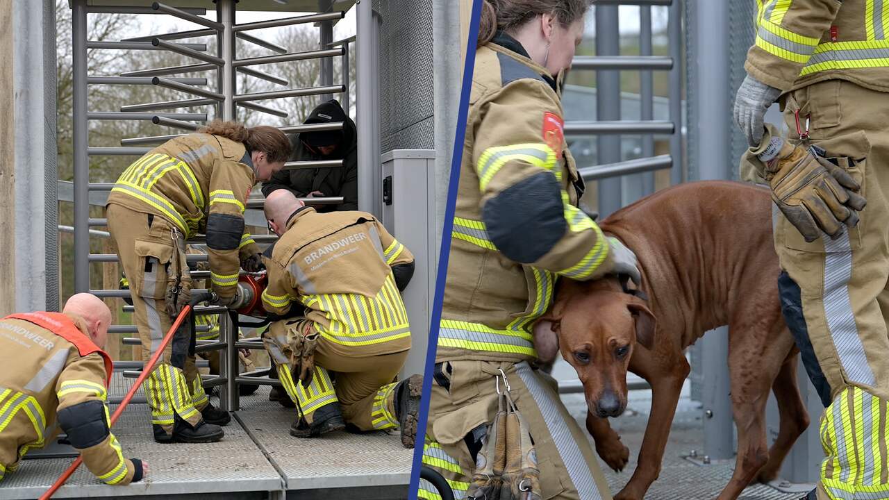 Beeld uit video: Brandweer redt hond die vastzit tussen spijlen van draaideur in Tilburg