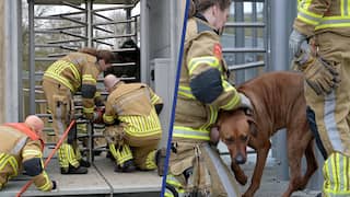Brandweer redt hond die vastzit tussen spijlen van draaideur in Tilburg