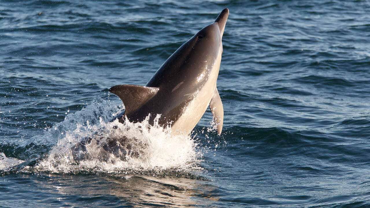 At least three common dolphins seen at the Oosterscheldekering |  NOW