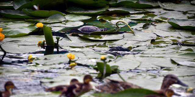 De uitheemse schildpad rukt op: leuk, maar gevaarlijk