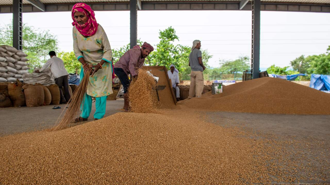 È improbabile che l’India diventi il ​​principale esportatore di grano nonostante le promesse |  ADESSO