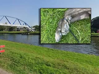 Politie Zwolle achterhaalt eigenaar verdronken hond met vastgebonden poten