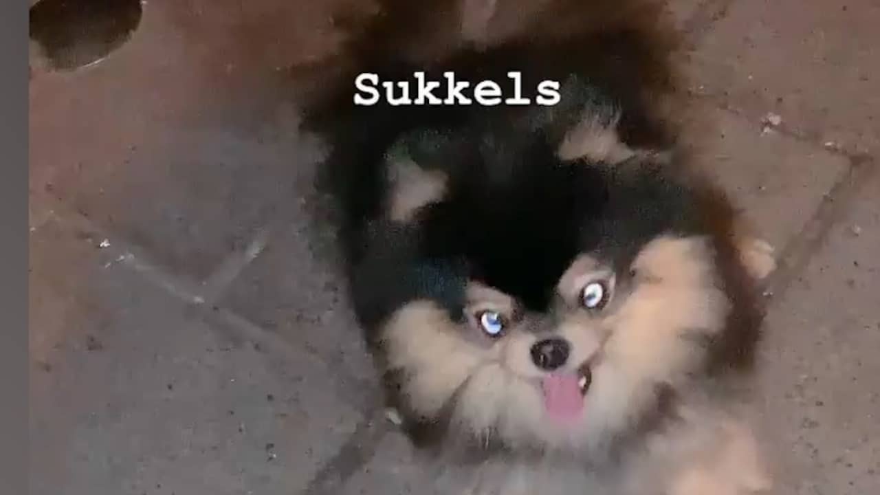 Beeld uit video: Lil Kleine toont doodgewaande hond op Instagram