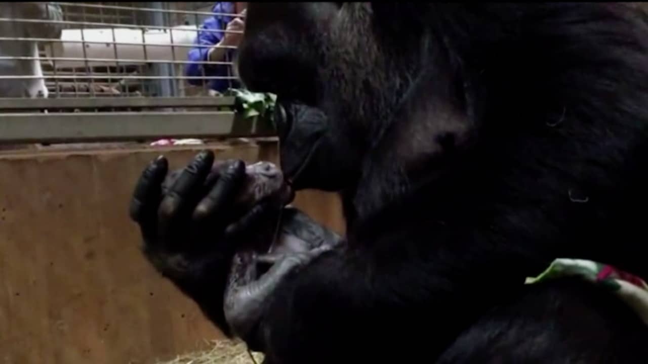 Beeld uit video: Moeder gorilla 'zoent' pasgeboren gorilla in dierentuin VS