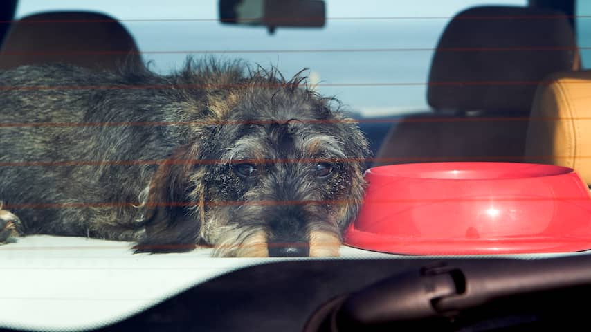 'Een hond kan zelfs niet voor korte tijd in hete auto blijven'