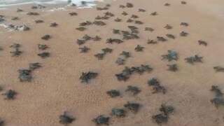Honderden babyschildpadden in India kruipen naar de zee