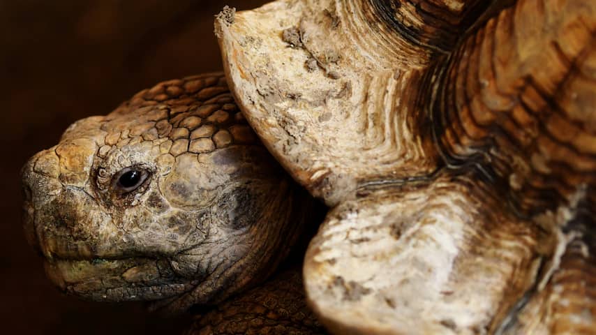 Goed nieuws-overzicht: Schildpad krijgt nieuw schild en ouderen een hypotheek