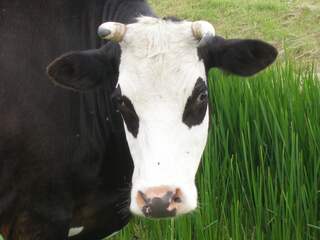NUcheckt: Wordt de Nederlandse koe met uitsterven bedreigd?