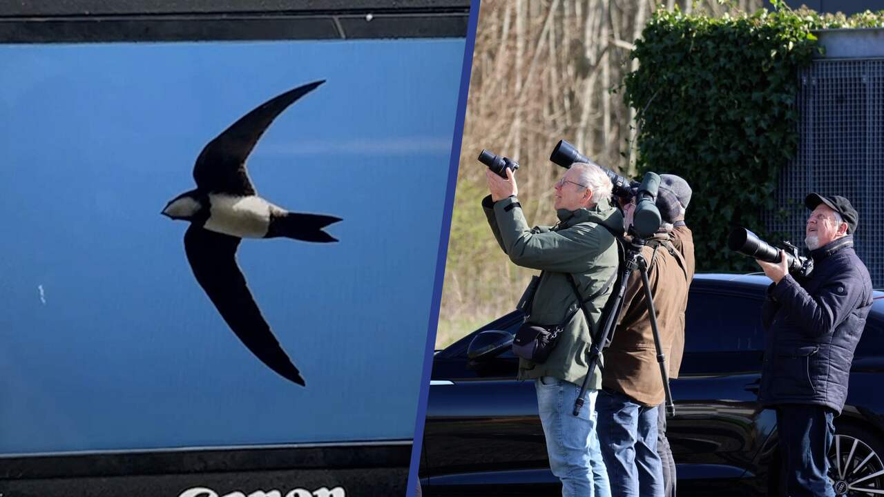 Beeld uit video: Vogelaars trekken naar Franeker voor zeldzame alpengierzwaluw