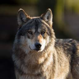 Bij Elspeet gevonden dode wolf toch niet door mensen om het leven gebracht