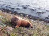 Walrus ligt op de pier in Harlingen en is vanaf de kade te bewonderen