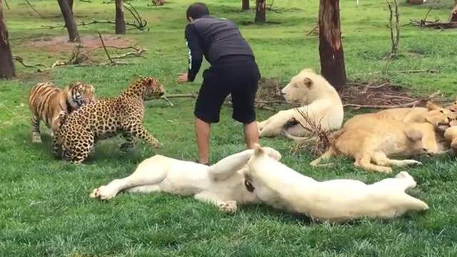 Tijger redt dierenverzorger van aanval luipaard