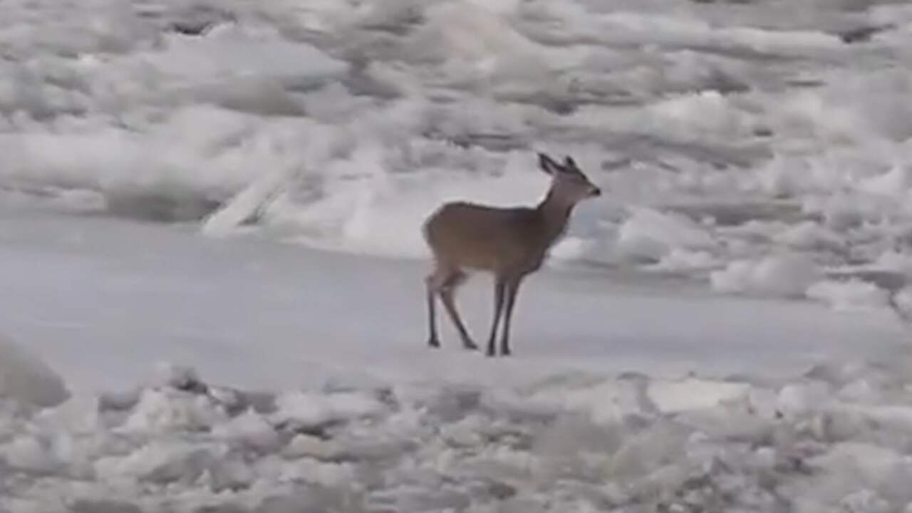 Beeld uit video: Hert ontsnapt van ijsschots in wild stromende rivier Maine