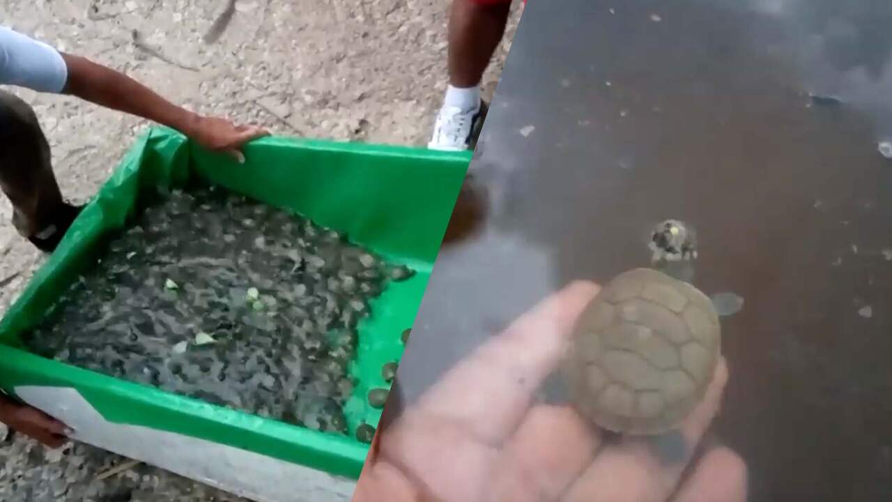 Beeld uit video: Duizenden babyschildpadden vrijgelaten in Peruaanse jungle