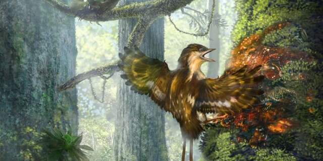 vogels