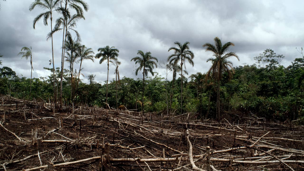 Brazilian Amazon deforestation breaks record |  NOW