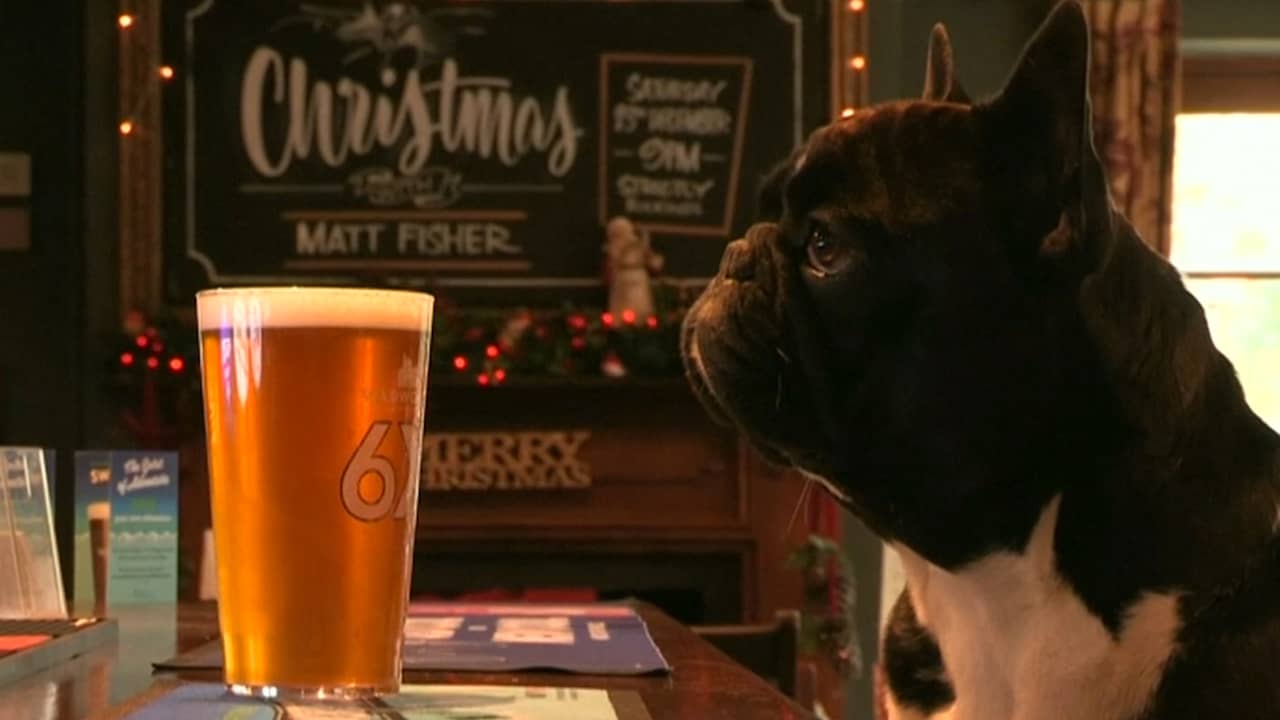 Beeld uit video: Dit is de meest hondvriendelijke pub in Engeland