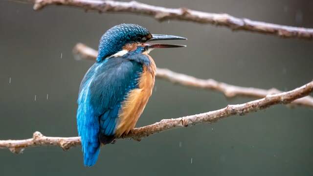 Hoewel de naam anders doet vermoeden, kan de ijsvogel niet goed tegen winterse omstandigheden.