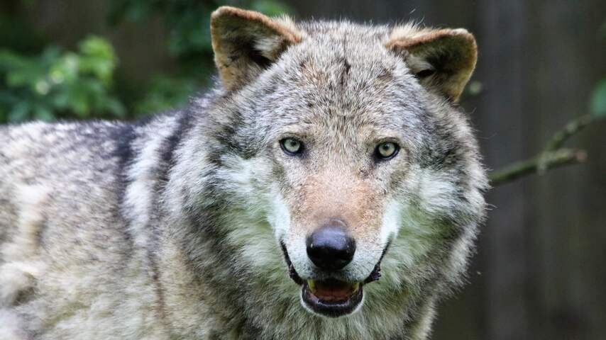 Wolf vestigt zich ook in Drenthe en mogelijk binnenkort in Brabant
