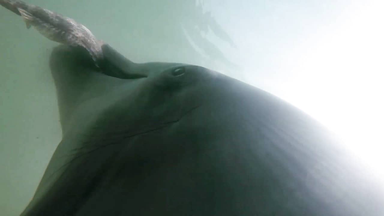 Beeld uit video: Camera op rug van dolfijn geeft uniek inkijkje in de zee