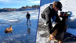 Man redt hert dat vastzit op bevroren meer in Canada